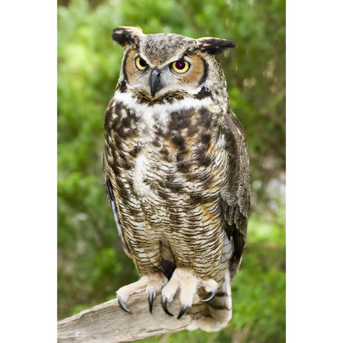 #W011279552 ONE GREAT HORNED OWL SITTING ON A BENCH