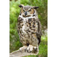ONE GREAT HORNED OWL SITTING ON A BENCH